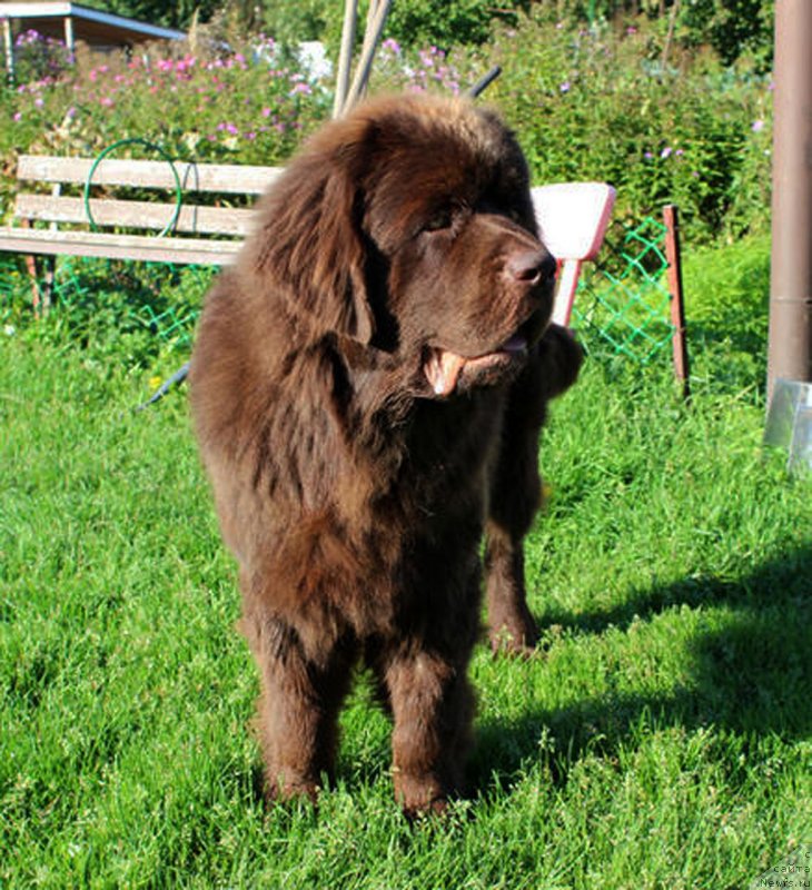 Фото: ньюфаундленд Brownblood MSK Lyon Labi-Roni (Браунблад  МСК Лион Лаби-Рони)