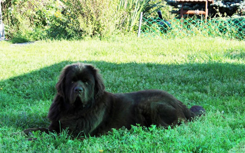 Фото: ньюфаундленд Brownblood MSK Lyon Labi-Roni (Браунблад  МСК Лион Лаби-Рони)