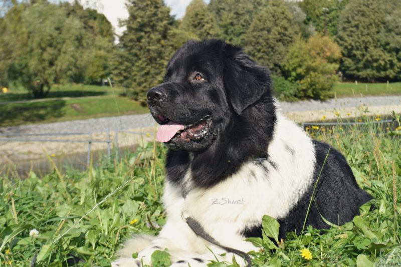 Фотография № 229910