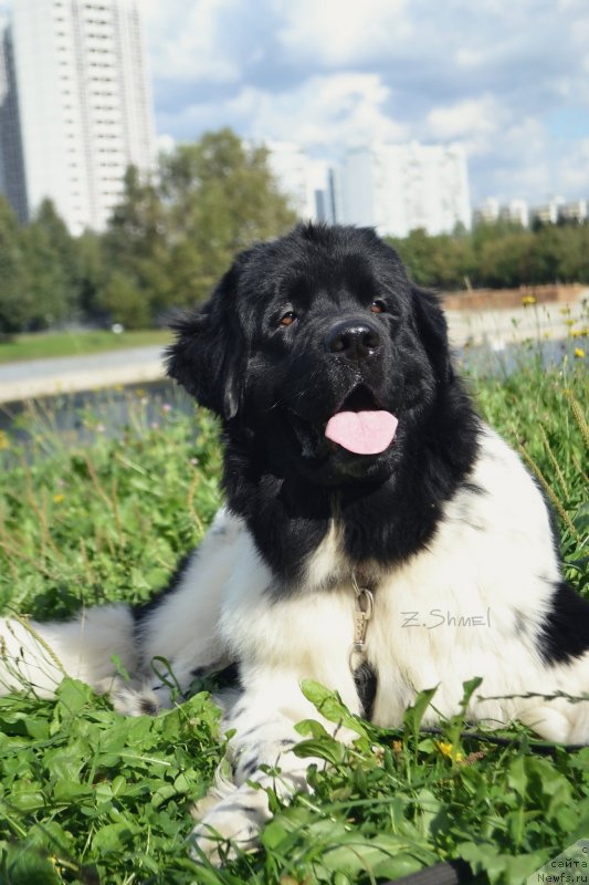 Фото: ньюфаундленд Sent Djons Prima de Ferolli (Сент Джонс Прима де Феролли)