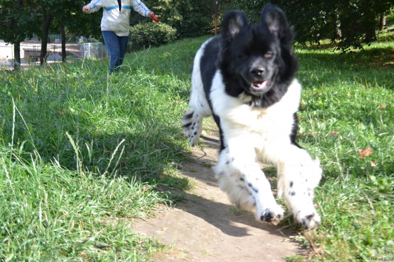 Фото: ньюфаундленд Sent Djons Prima de Ferolli (Сент Джонс Прима де Феролли)