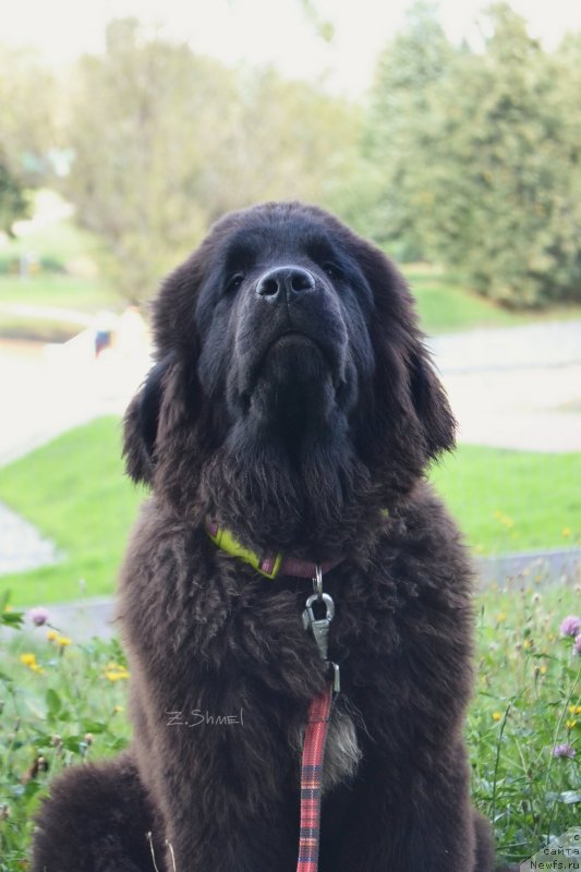 Фотография № 229918