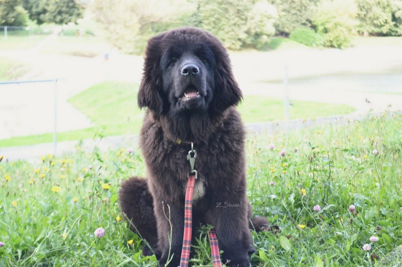 Фото: ньюфаундленд Terra Victoria Key to my Heart (Терра Виктория Кей ту Май Харт)