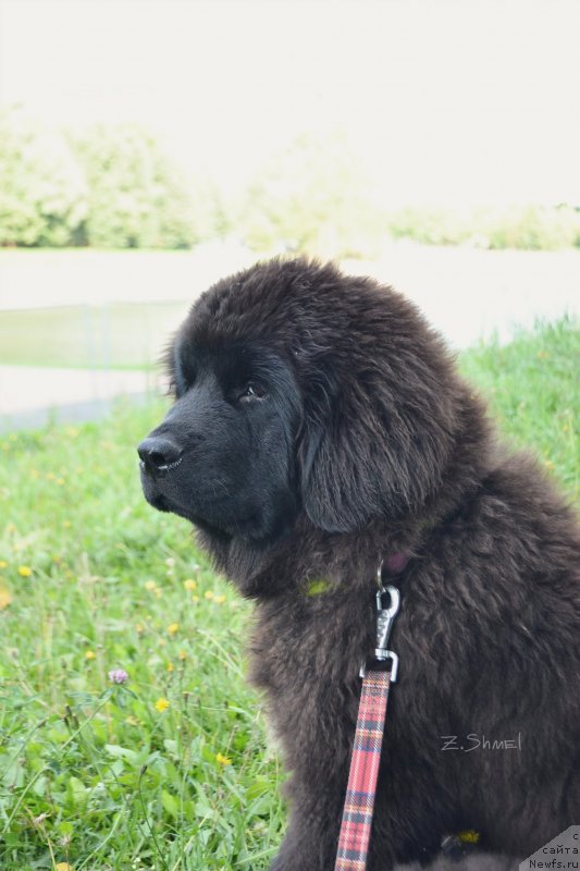 Фотография № 229921