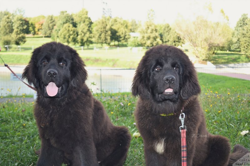 Фото: ньюфаундленд Terra Victoria Key to my Heart (Терра Виктория Кей ту Май Харт), ньюфаундленд Terra Viktoriya Kenzo Flover (Терра Виктория Кензо Фловер)