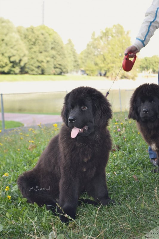 Фотография № 229924