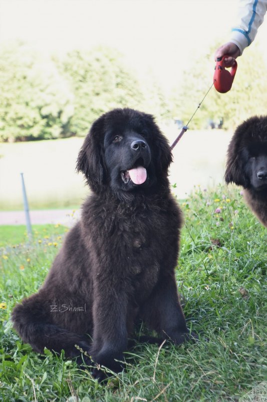 Фотография № 229925