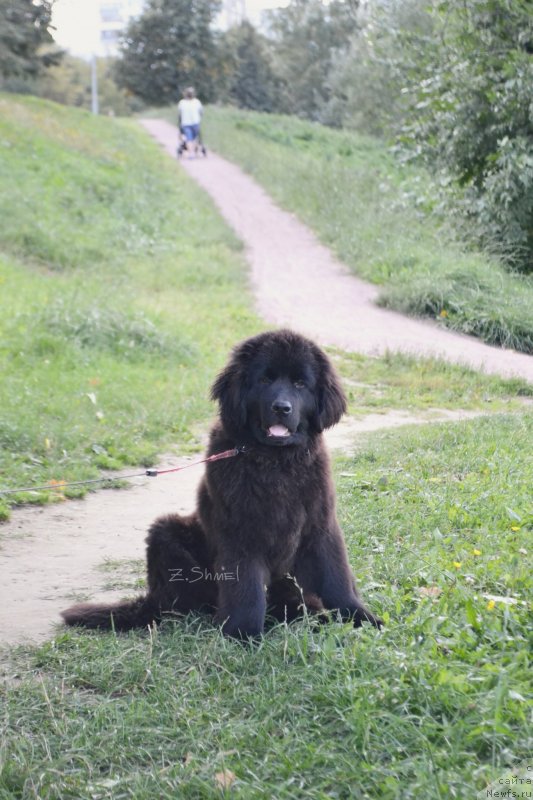 Фото: ньюфаундленд Terra Viktoriya Kenzo Flover (Терра Виктория Кензо Фловер)