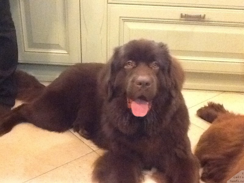 Фото: ньюфаундленд Brownblood MSK Livona Liba (Браунблад МСК Ливона Либа)