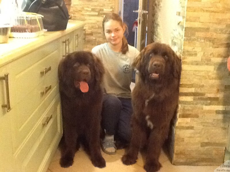 Фото: ньюфаундленд Brownblood MSK Livona Liba (Браунблад МСК Ливона Либа), ньюфаундленд Brownblood MSK Audi Red Less (Браунблад МСК Ауди Рэд Лэсс)