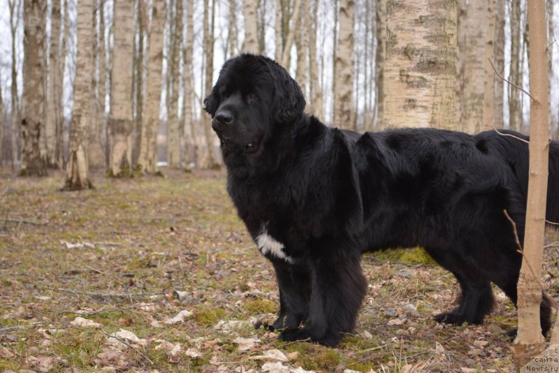 Фото: ньюфаундленд Plushevaya Panda Velveta Flovers (Плюшевая Панда Вельвета Фловерс)