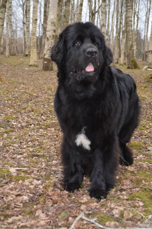 Фото: ньюфаундленд Plushevaya Panda Velveta Flovers (Плюшевая Панда Вельвета Фловерс)