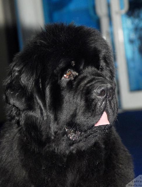 Фото: ньюфаундленд Zholli Wonderfull iz Medvejyego Yara (Жолли Вандерфулл из Медвежьего Яра)