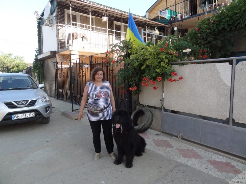 Фото: ньюфаундленд Matvey s Berega Dona (Матвей с Берега Дона)