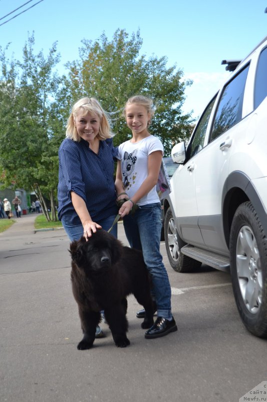Фото: ньюфаундленд Terra Viktoriya Kenzo Flover (Терра Виктория Кензо Фловер)
