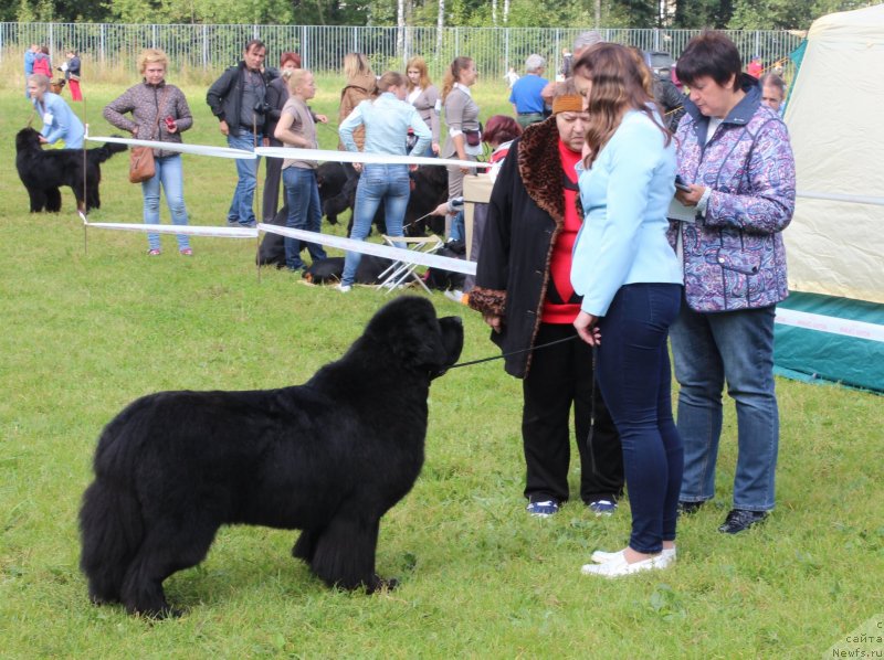 Фото: ньюфаундленд Smigar Tango in the Night (Смигар Танго ин зе Найт), Ekaterina Zayceva (Екатерина Зайцева)