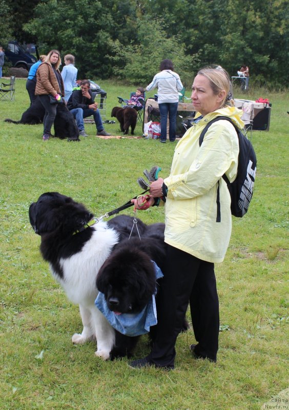 Фото: ньюфаундленд Super Bizon Rishar (Супер Бизон Ришар), ньюфаундленд Dynastic Branch Yandex Hapiness (Династик Брэнч Яндекс Хапинесс)