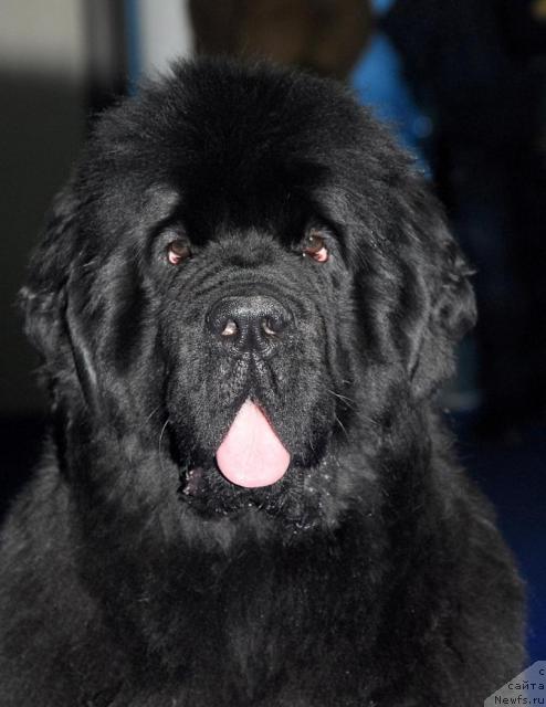 Фото: ньюфаундленд Zholli Wonderfull iz Medvejyego Yara (Жолли Вандерфулл из Медвежьего Яра)