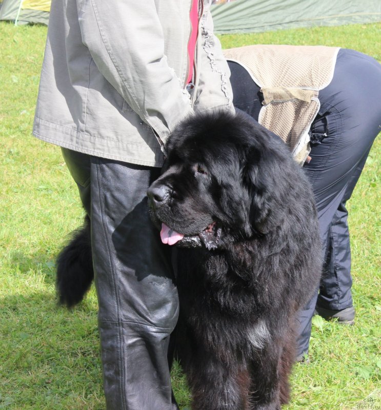 Фото: ньюфаундленд CHerchil' Syer Gay (Черчиль Сэр Гай)
