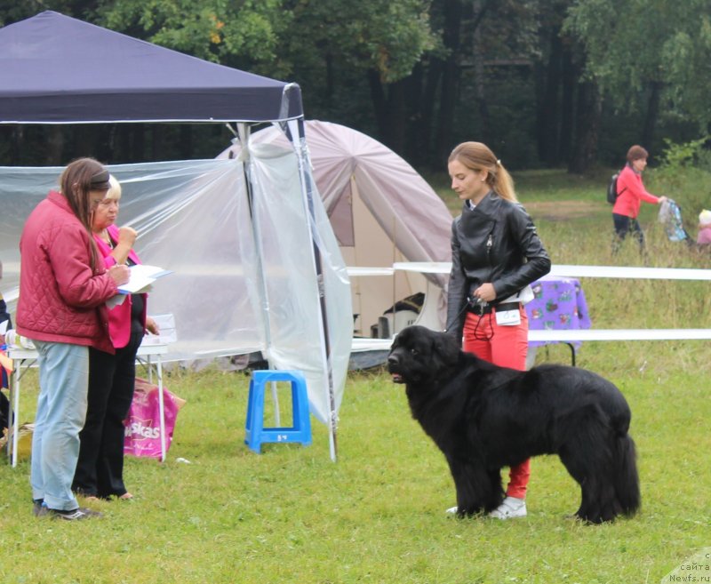 Фото: ньюфаундленд Starbimovlav Demofont (Старбимовлав Демофонт), YEleonora Veselova (Элеонора Веселова)