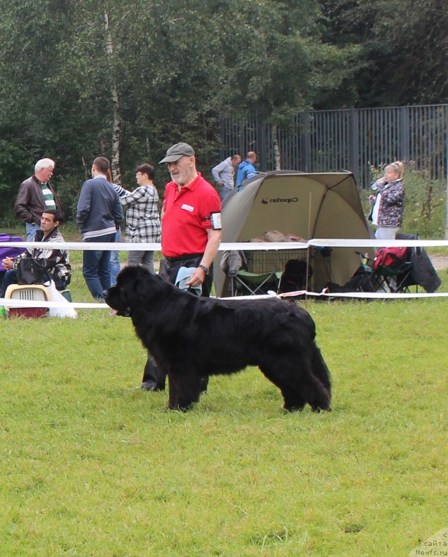 Фото: ньюфаундленд CHerchil' Syer Gay (Черчиль Сэр Гай), Vladimir Klyuchenovich (Владимир Ключенович)
