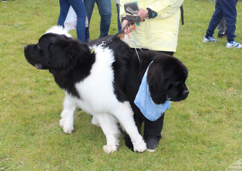 Фото: ньюфаундленд Super Bizon Rishar (Супер Бизон Ришар), ньюфаундленд Dynastic Branch Yandex Hapiness (Династик Брэнч Яндекс Хапинесс)
