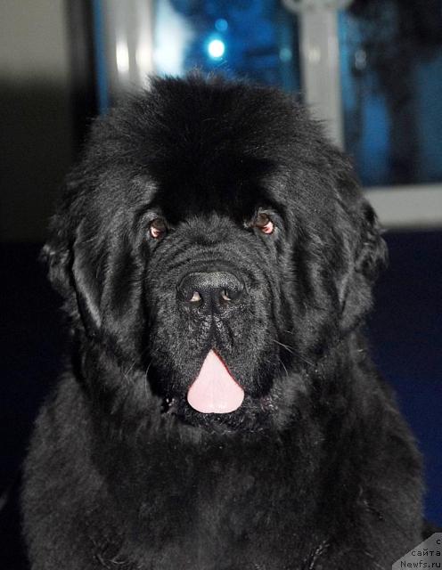 Фото: ньюфаундленд Zholli Wonderfull iz Medvejyego Yara (Жолли Вандерфулл из Медвежьего Яра)