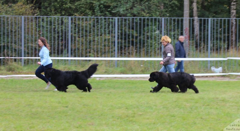 Фото: ньюфаундленд Smigar Tango in the Night (Смигар Танго ин зе Найт), Ekaterina Zayceva (Екатерина Зайцева), ньюфаундленд Mercedes Vialiki Miadzvedz (Мерседес Вялiкi Мядзведзь), Varvara Ryibalova (Варвара Рыбалова)