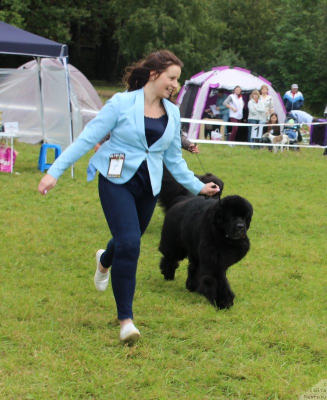 Фото: ньюфаундленд Smigar Tango in the Night (Смигар Танго ин зе Найт), Ekaterina Zayceva (Екатерина Зайцева)