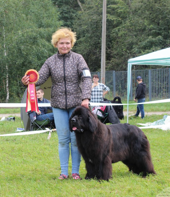 Фото: ньюфаундленд Mercedes Vialiki Miadzvedz (Мерседес Вялiкi Мядзведзь), Varvara Ryibalova (Варвара Рыбалова)