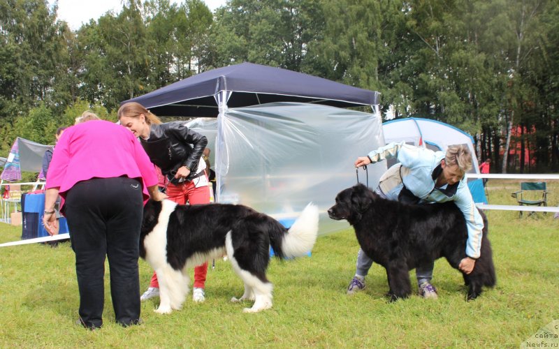 Фото: ньюфаундленд Super Bizon Rishar (Супер Бизон Ришар), YEleonora Veselova (Элеонора Веселова), ньюфаундленд Grafinya (Графиня), Ekaterina Kuznecova (Екатерина Кузнецова)