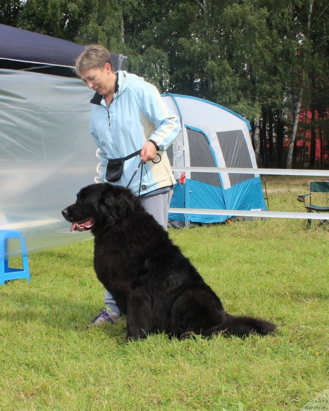 Фото: ньюфаундленд Grafinya (Графиня), Ekaterina Kuznecova (Екатерина Кузнецова)