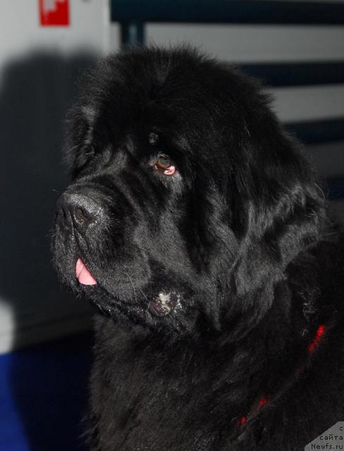 Фото: ньюфаундленд Zholli Wonderfull iz Medvejyego Yara (Жолли Вандерфулл из Медвежьего Яра)