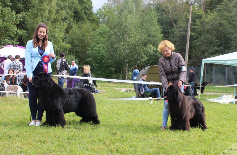 Фото: ньюфаундленд Smigar Tango in the Night (Смигар Танго ин зе Найт), Ekaterina Zayceva (Екатерина Зайцева), ньюфаундленд Mercedes Vialiki Miadzvedz (Мерседес Вялiкi Мядзведзь), Varvara Ryibalova (Варвара Рыбалова)