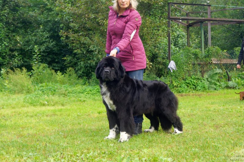 Фото: ньюфаундленд Safirina Katty Scarlett (Сафирина Катту Скарлетт)