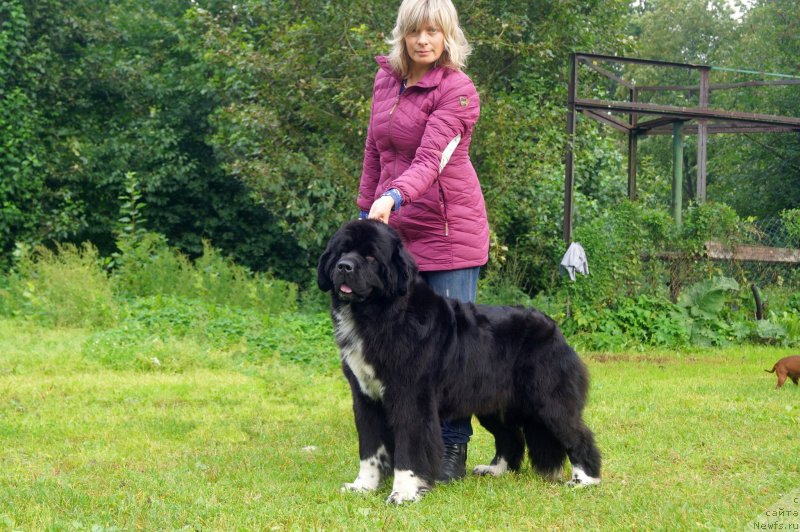 Фото: ньюфаундленд Safirina Katty Scarlett (Сафирина Катту Скарлетт)