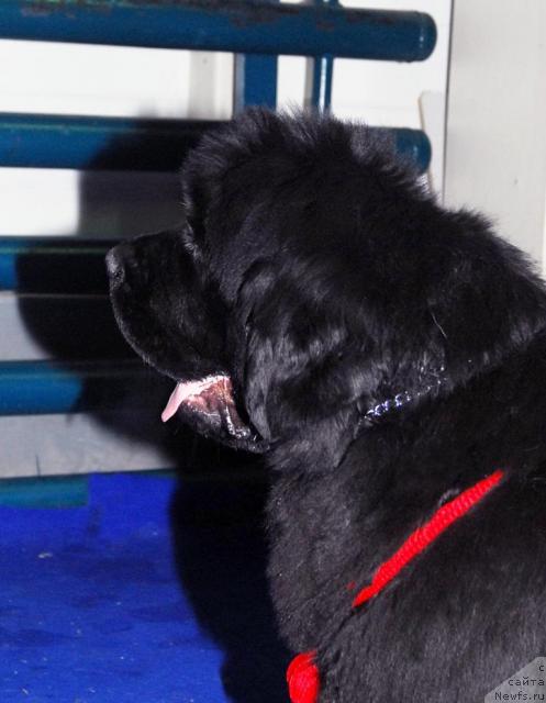 Фото: ньюфаундленд Zholli Wonderfull iz Medvejyego Yara (Жолли Вандерфулл из Медвежьего Яра)