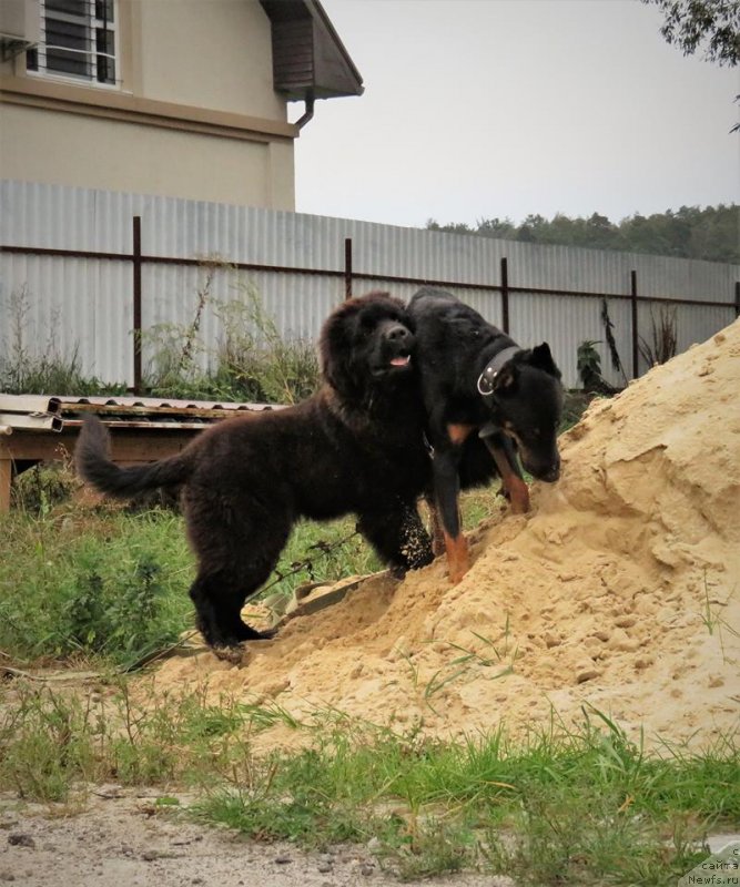 Фото: ньюфаундленд Velyke Malyatko Koval' Charivnyk