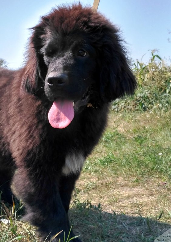 Фото: ньюфаундленд Velyke Malyatko Kalyna Bilotsvitna