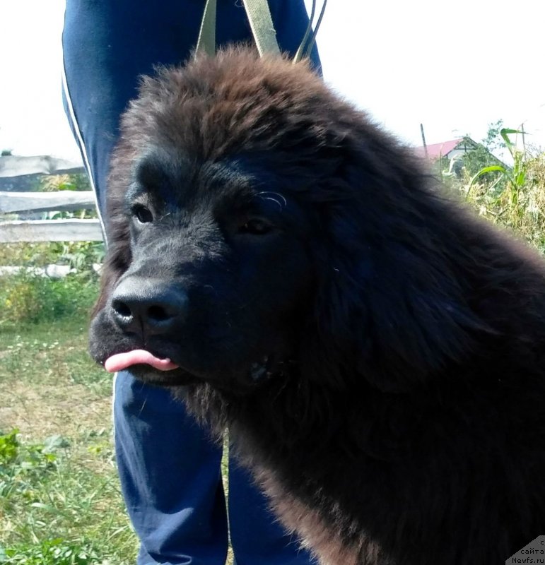 Фото: ньюфаундленд Velyke Malyatko Kalyna Bilotsvitna