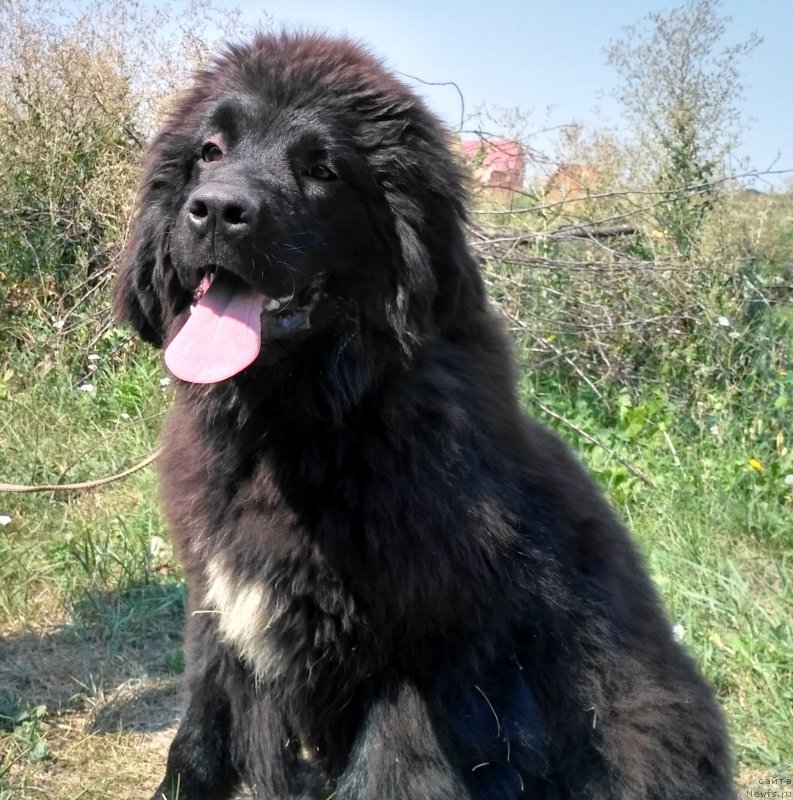 Фото: ньюфаундленд Velyke Malyatko Kalyna Bilotsvitna