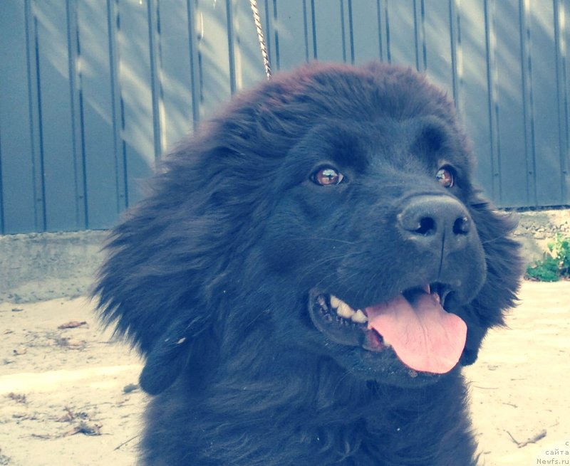 Фото: ньюфаундленд Velyke Malyatko Kava z Pertsem