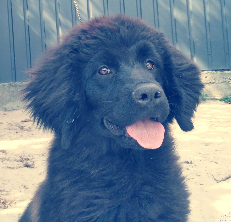 Фото: ньюфаундленд Velyke Malyatko Kava z Pertsem