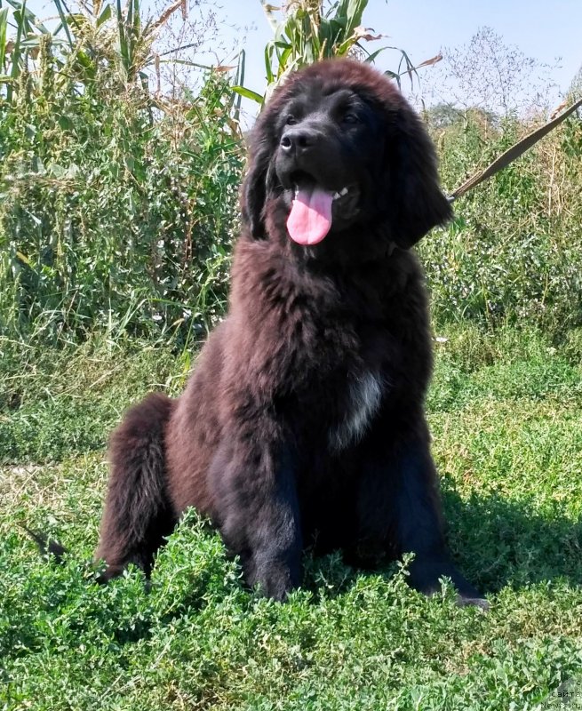 Фото: ньюфаундленд Velyke Malyatko Kyjivs'ka Knyazivna