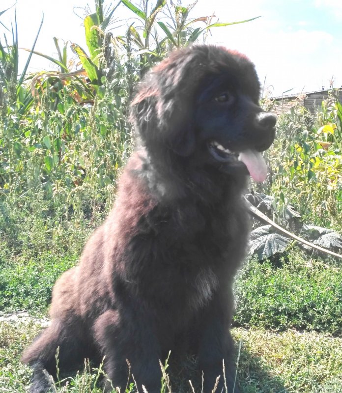 Фото: ньюфаундленд Velyke Malyatko Kralya Karooka