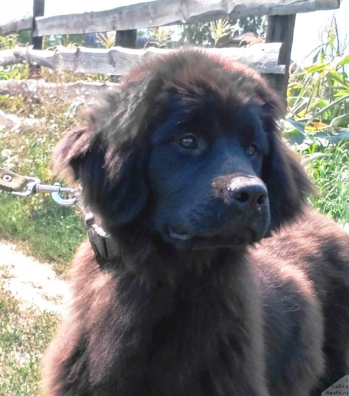 Фото: ньюфаундленд Velyke Malyatko Kurazhna Divchynka