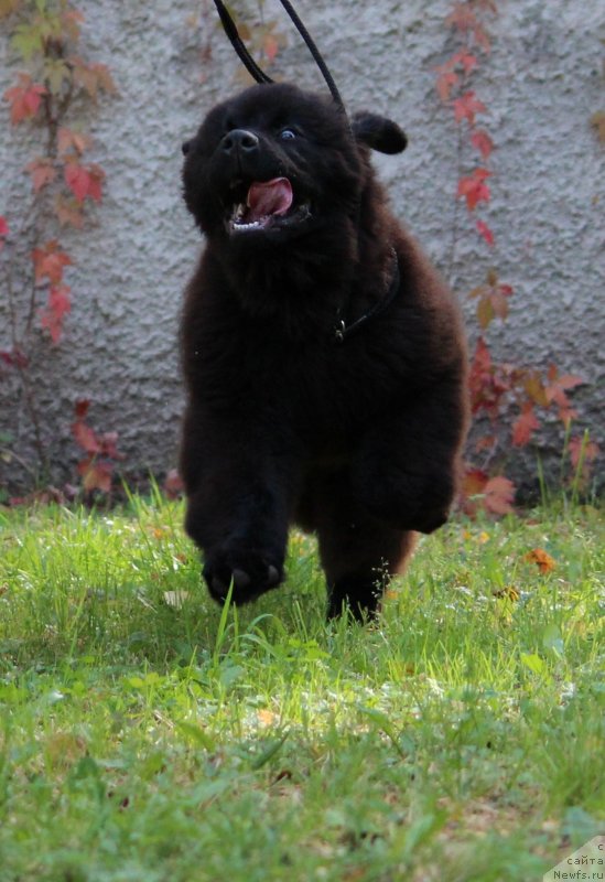 Фотография № 230015