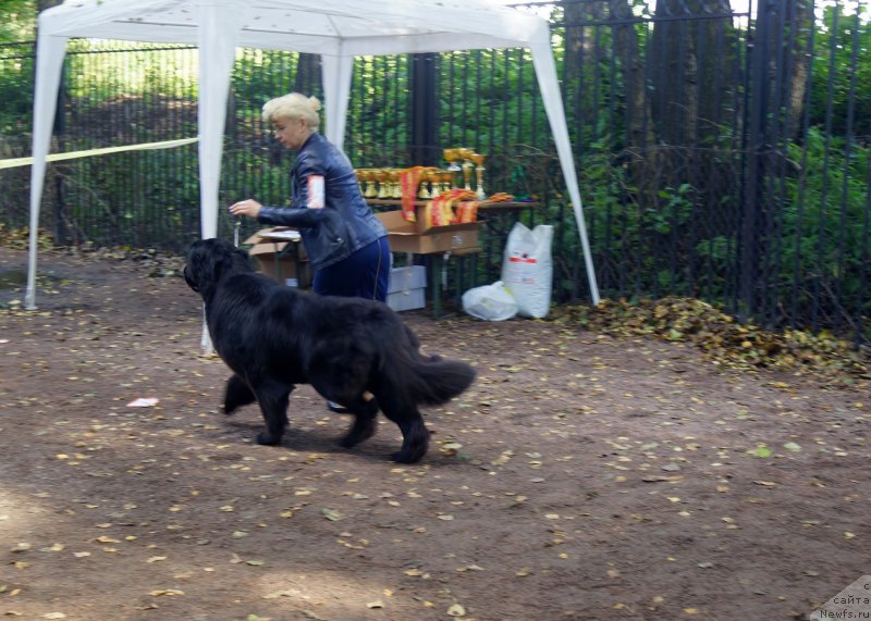 Фото: ньюфаундленд Enigmatic kingd Angel of Soul (Енигматик Кингд Ангел оф Cоул)