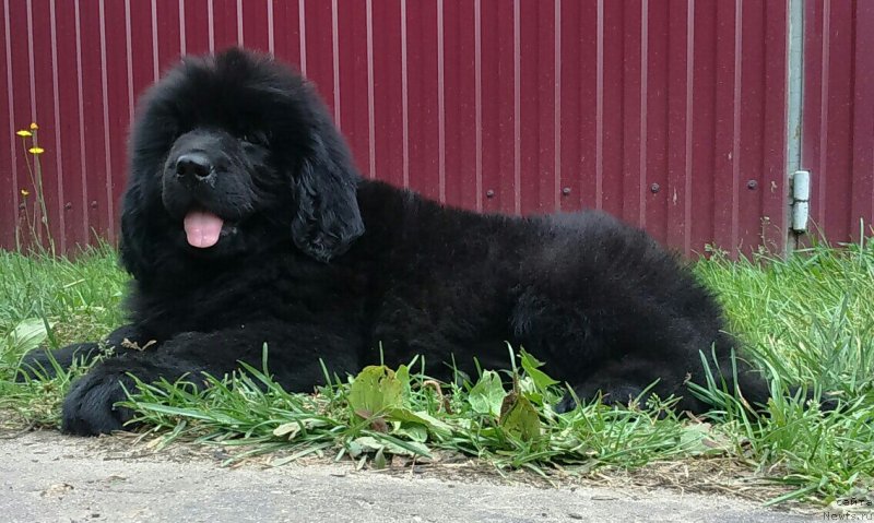 Фото: ньюфаундленд Lily May Ledford (Лилу Мэй Ледфорд)