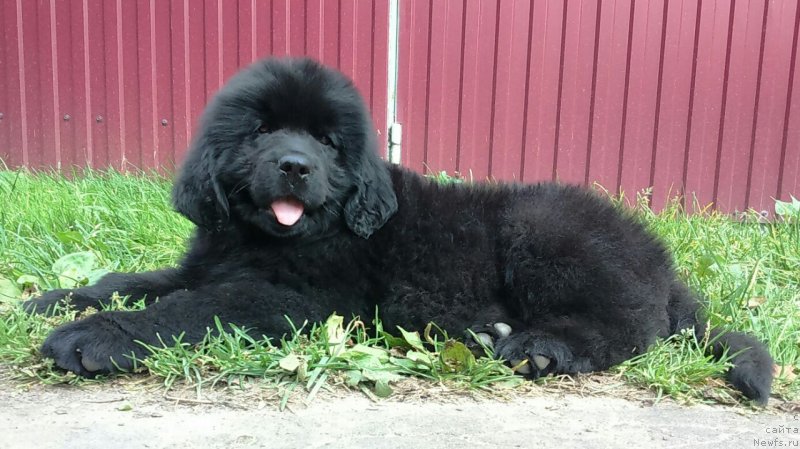 Фото: ньюфаундленд Lily May Ledford (Лилу Мэй Ледфорд)